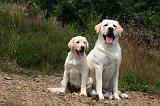 LABRADOR 1247